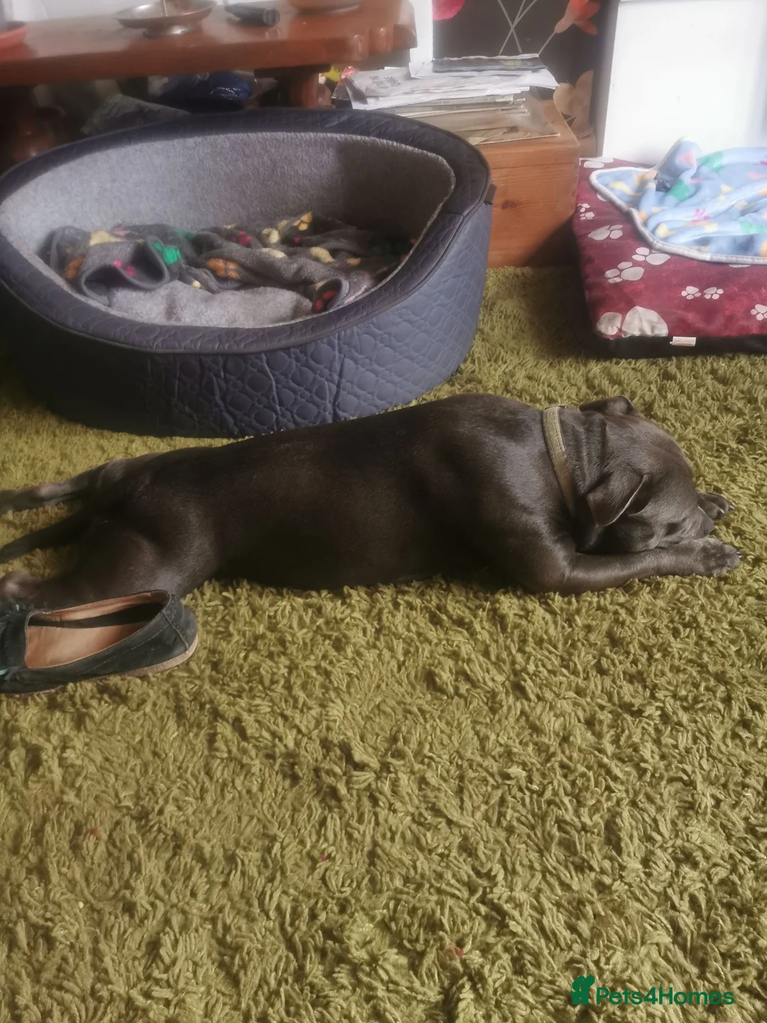 Staffordshire Bull Terrier dogs for sale: KC Blue Staffie Bitch for sale - Advert 3