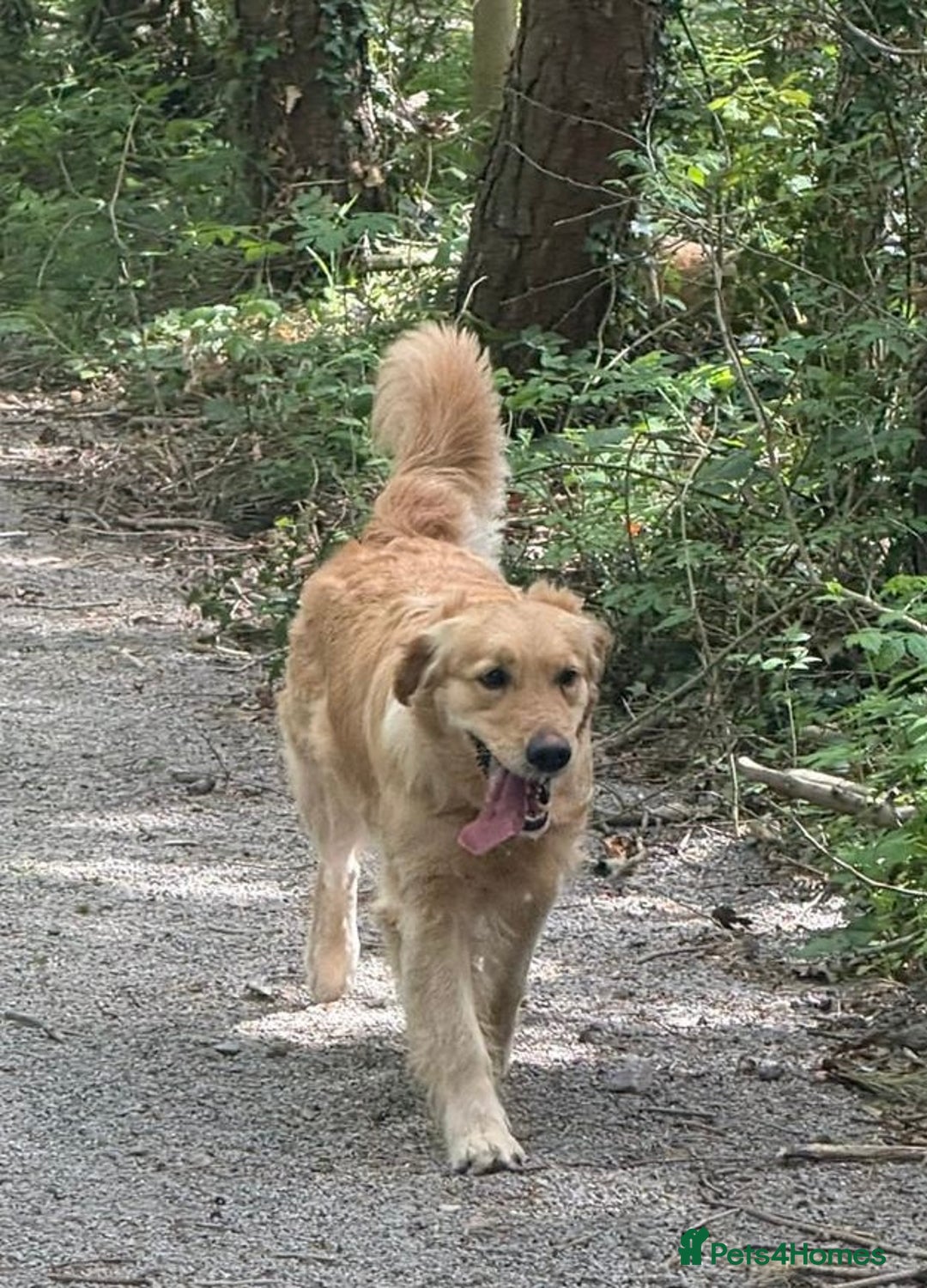 Golden Retriever dogs for sale: Golden retriever puppy’s  - Image 8