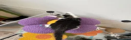 Siamese cats for sale: Mummy Sonny  - Advert 21