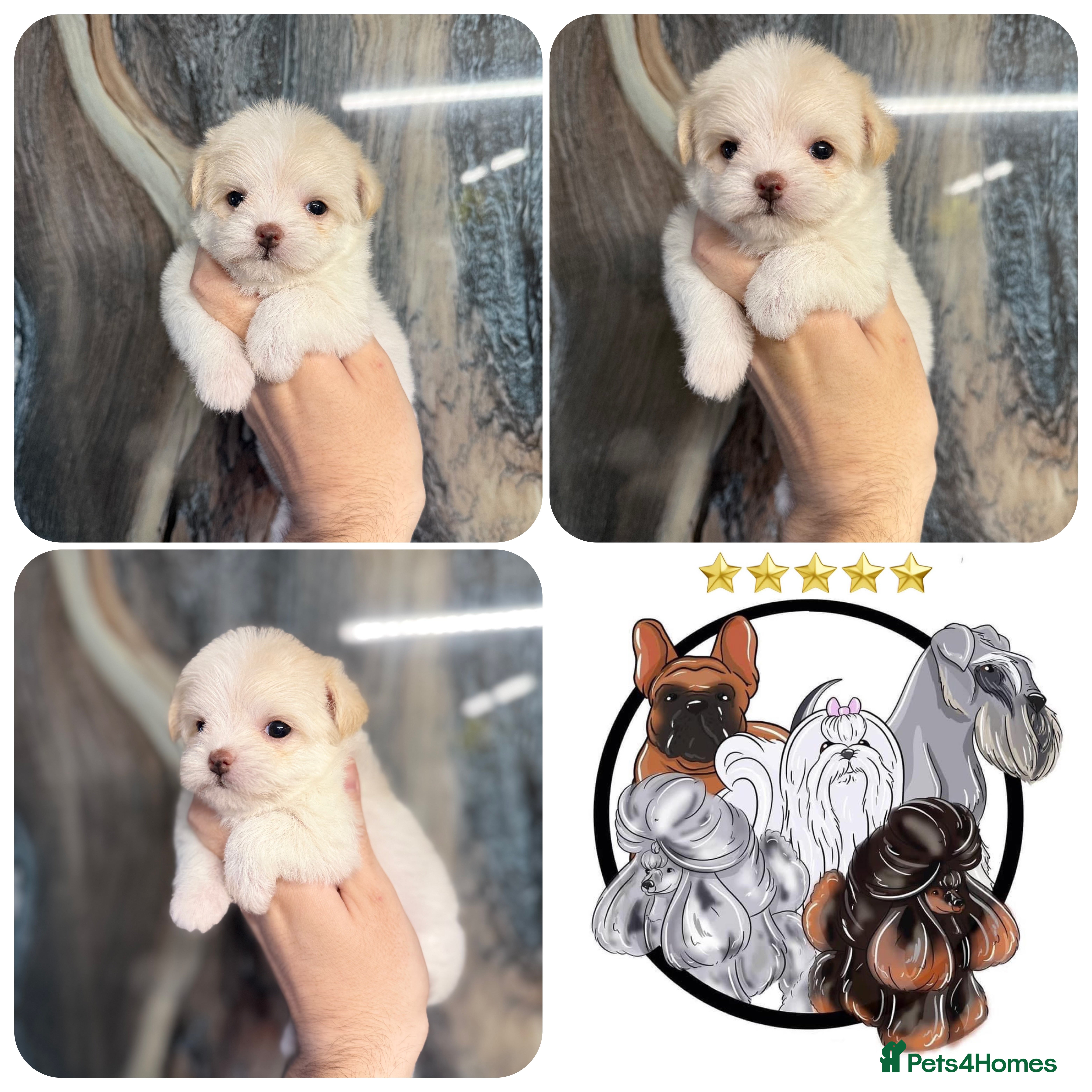 Malshi dogs LAST OUTSTANDING TINY MALCHI GIRL 🥰 - Advert 14