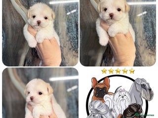 Malshi dogs LAST OUTSTANDING TINY MALCHI GIRL 🥰 - Advert 13