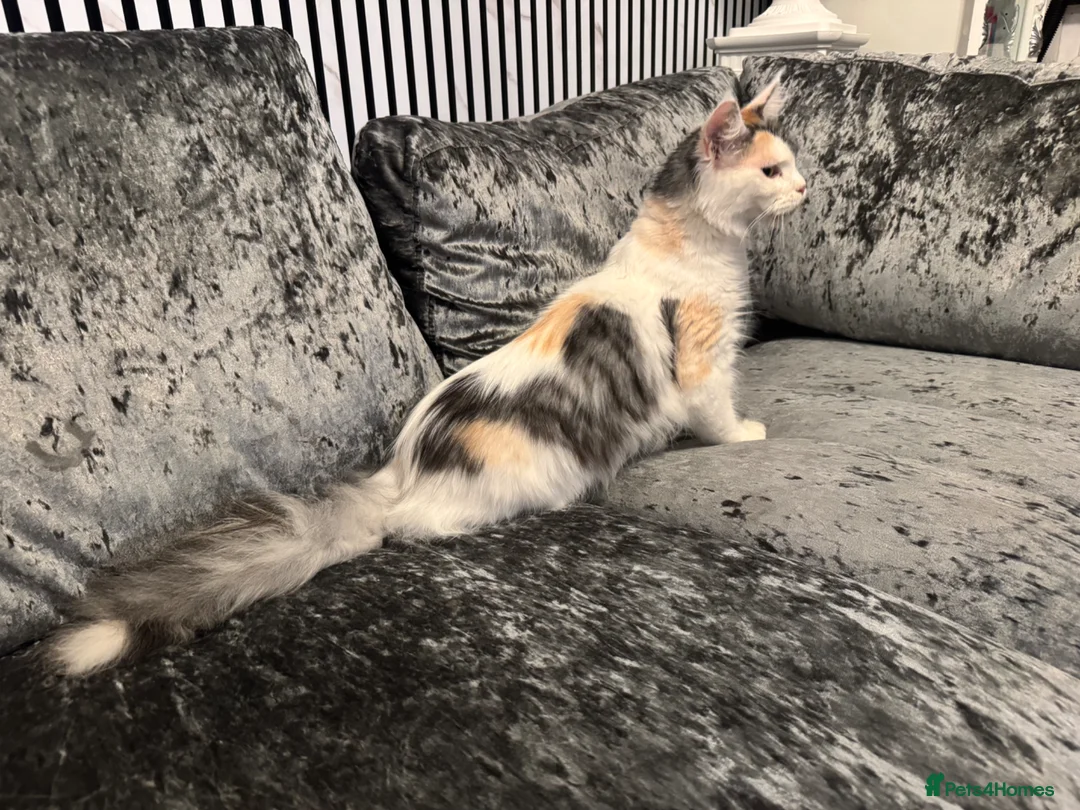 Maine Coon cats for sale: Female Calio mainecoon  - Advert 2