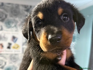 Rottweiler dogs Male rottweilwr puppy looking for a forever home - Advert 5