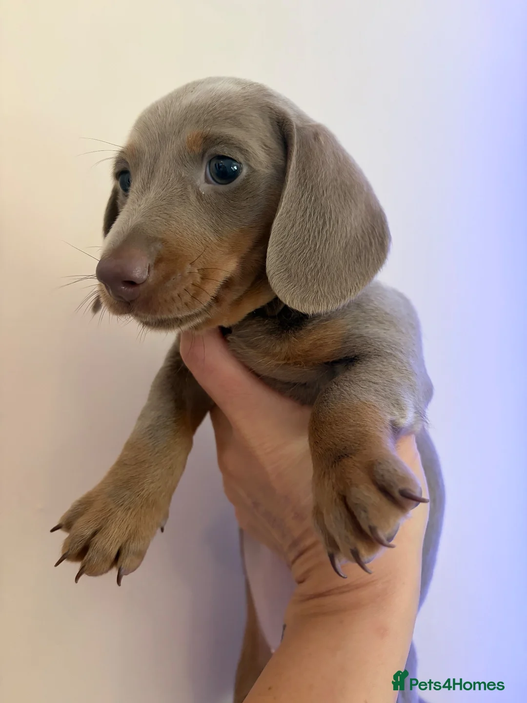 Miniature Dachshund dogs for sale: 🌸 SHOW QUALITY MINIATURE DACHSHUNDS 🌸 - Advert 3