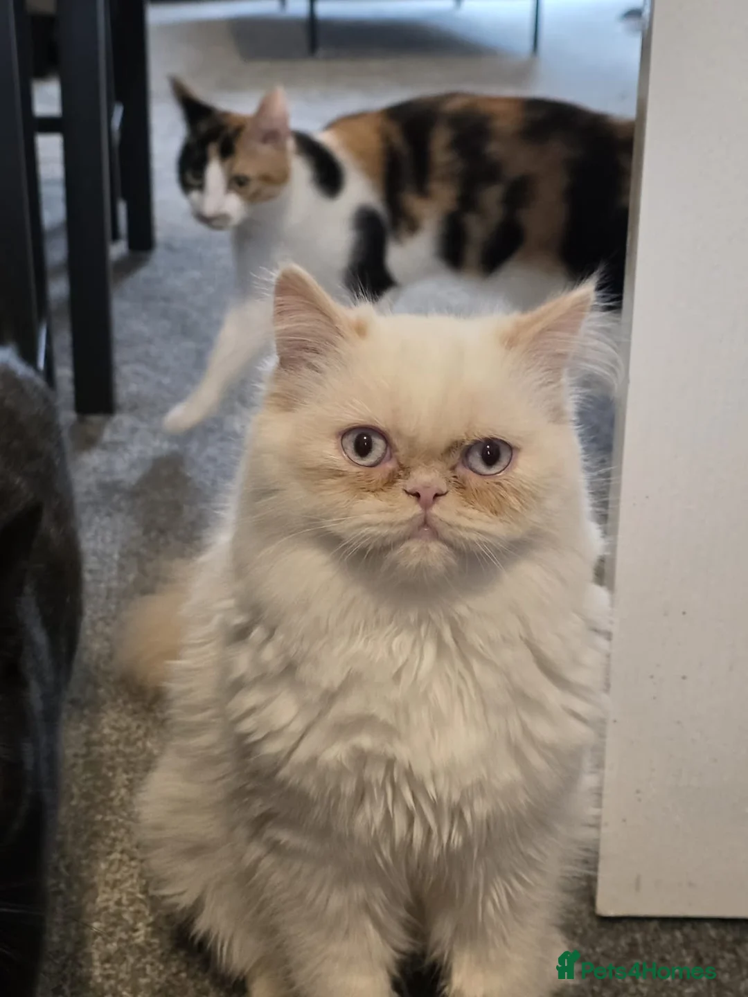 Persian cats for sale: Persian Kitten For Sale  in Louth - Advert 3