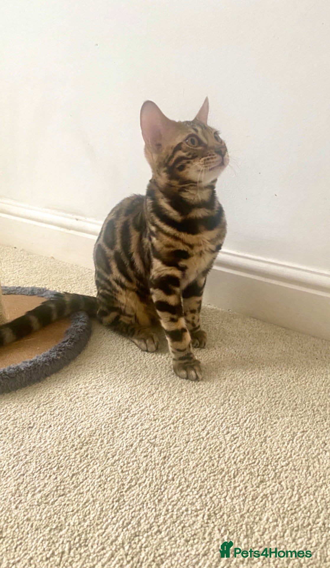 Bengal cats ✨TICA REGISTERED 1 BOY LEFT £500 Each✨✨✨ - Advert 2