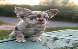 French Bulldog dogs for sale: Fluffy Frenchie Merle / Rojo & Tan REDUCED📥 - Image 1