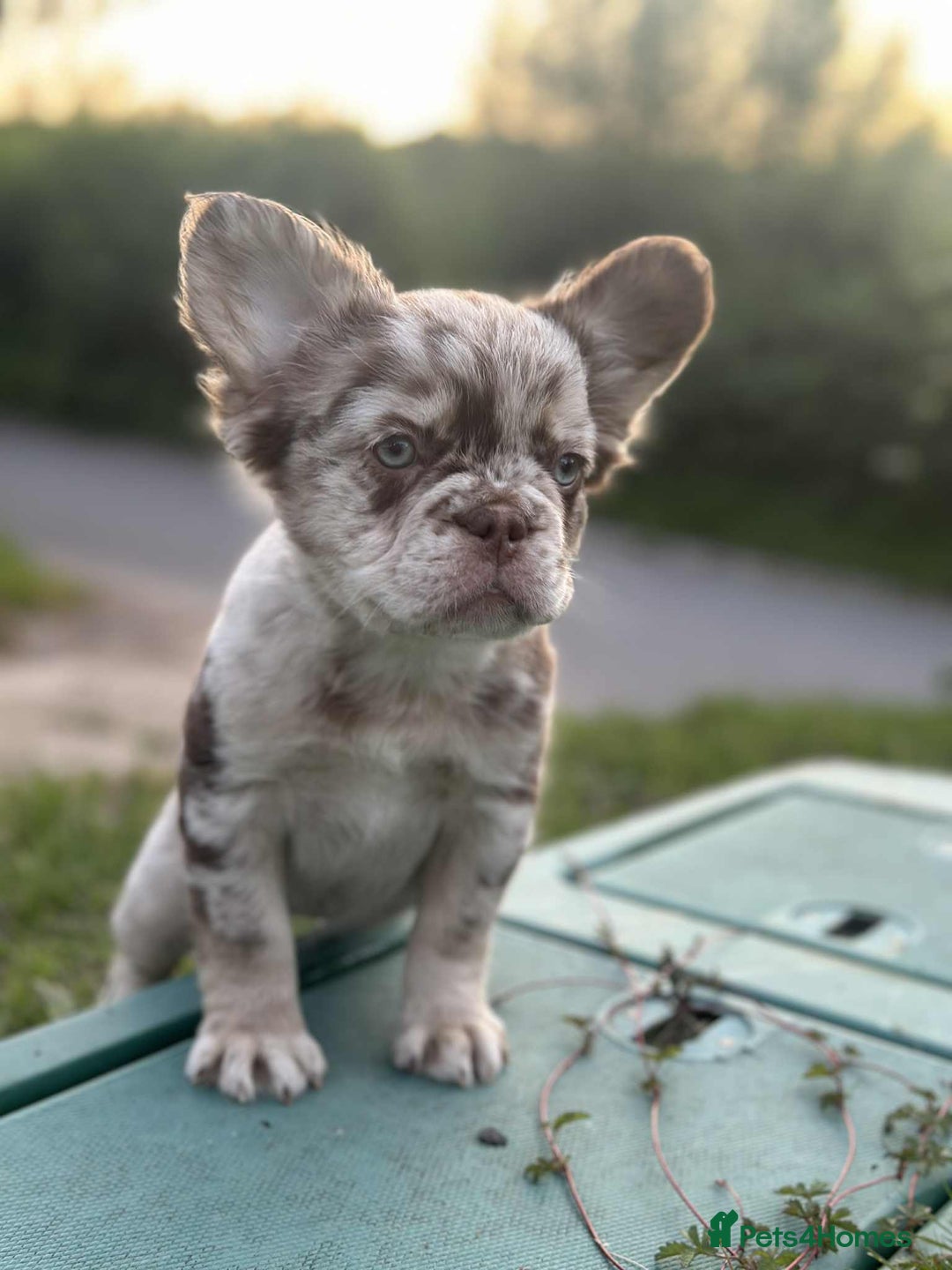French Bulldog dogs for sale: Fluffy Frenchie Merle / Rojo & Tan REDUCED📥 - Image 1