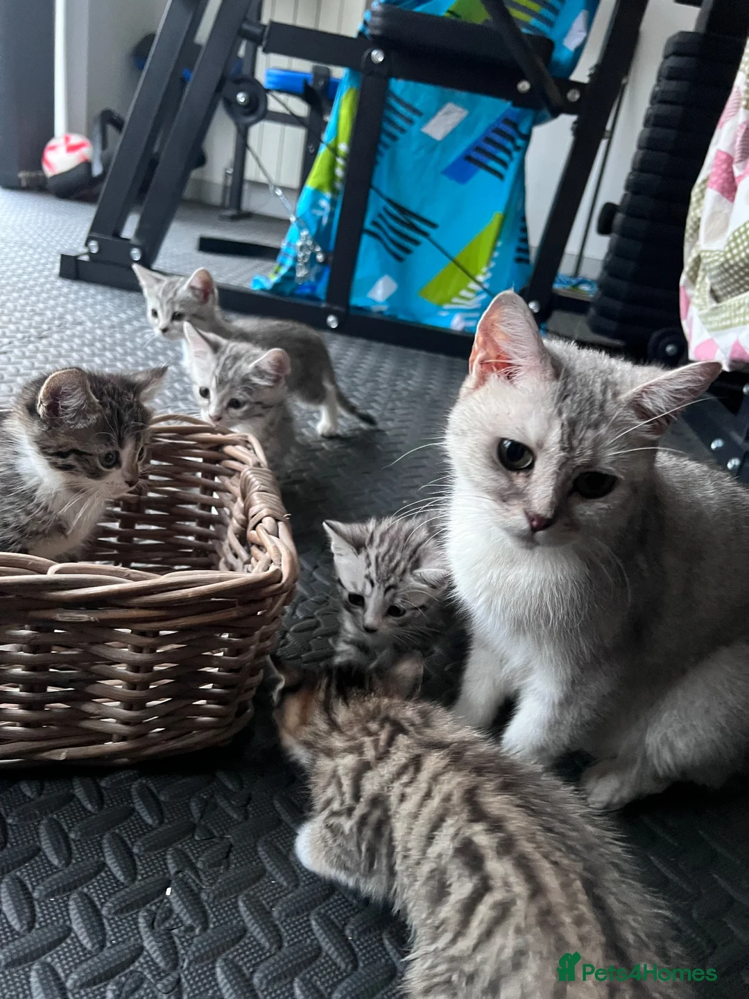 Domestic Shorthair cats for sale: Adorably 8 Week Old Fluffy Domestic Shorthairs - Advert 10