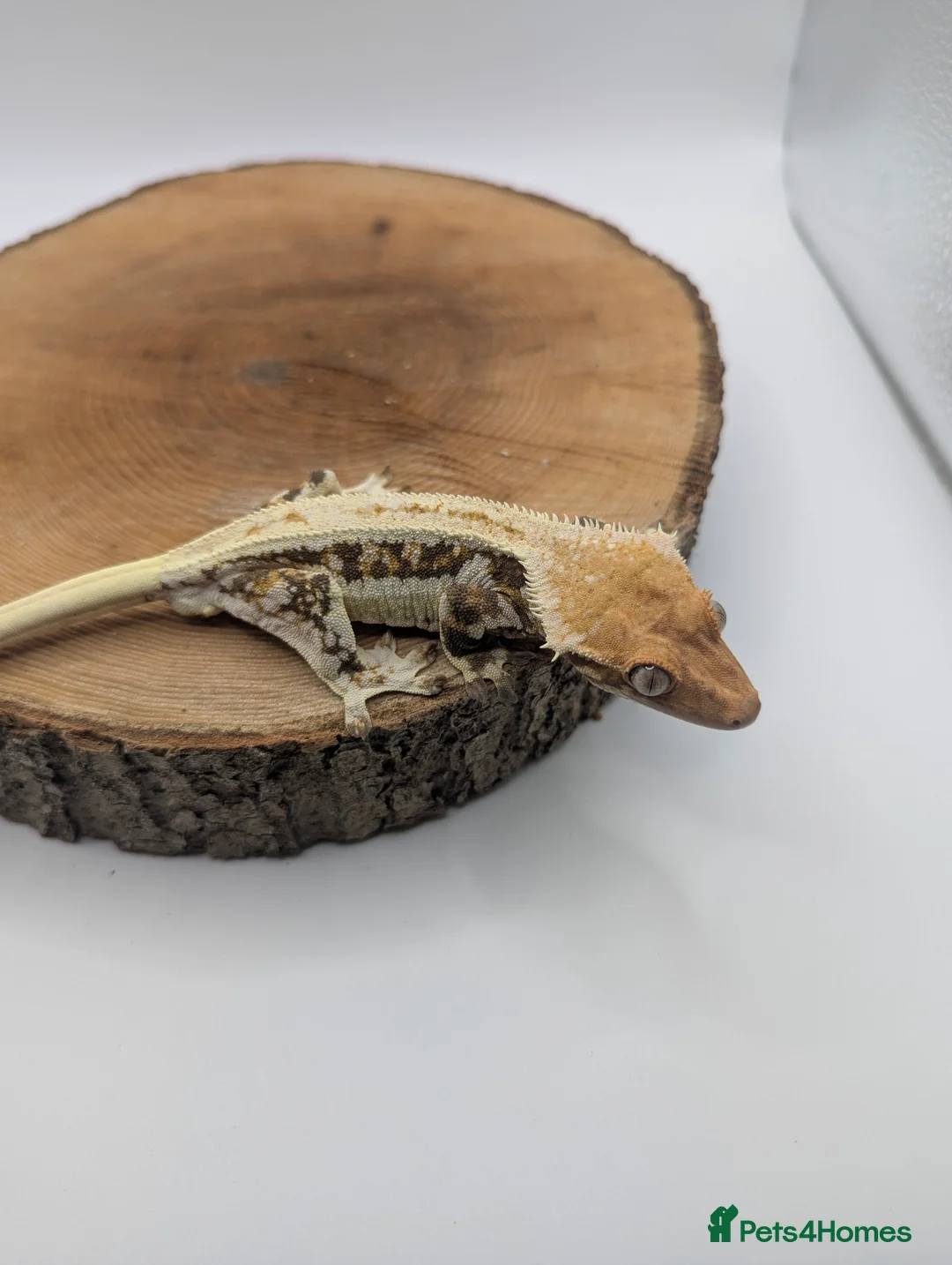 Gecko reptiles for sale: Mixed Morph Crested Gecko - Advert 1