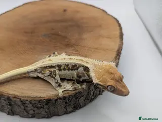 Gecko reptiles Mixed Morph Crested Gecko - Advert 1