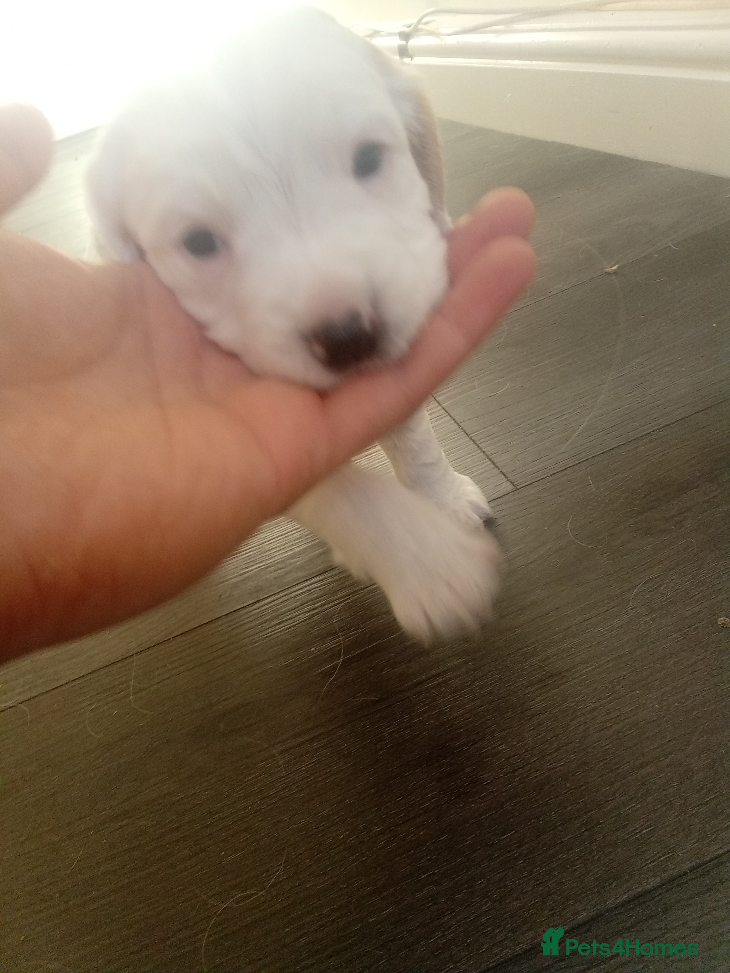 Cocker Spaniel dogs Full pedigree cocker spaniels  - Advert 1