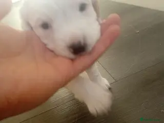 Cocker Spaniel dogs Full pedigree cocker spaniels - Advert 2