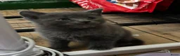 British Shorthair cats for sale: 3 beautiful kittens - Advert 8