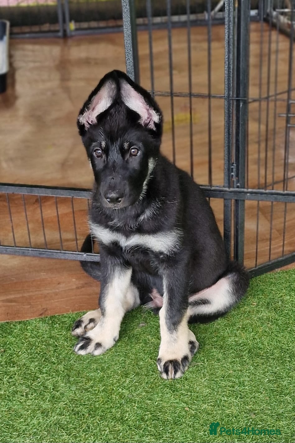 German Shepherd dogs German Shepherd Puppies  - Advert 2
