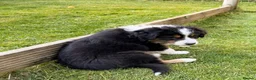 Australian Shepherd dogs for sale: The last beautiful female Australian Shepherd in Poole - Advert 3