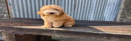 Cockapoo dogs for sale: Full Health tested Amazing obedience champion  - Advert 22