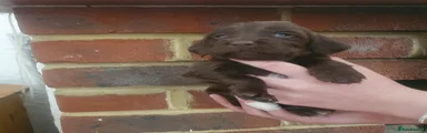 Sprocker Puppy 4