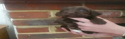 Sprocker dogs for sale: Sprocker spaniels - Advert 21
