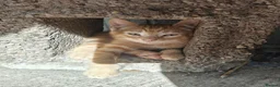 Mixed Breed cats for sale: Gorgeous kittens - Advert 12