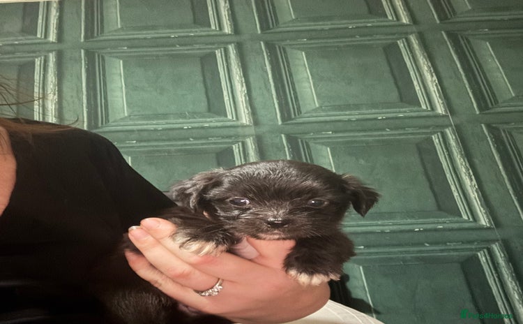 Shih Tzu dogs - Advert 4