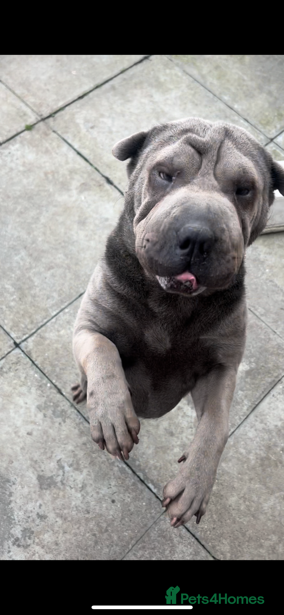 Shar Pei dogs for sale: Female sharpei - Advert 4