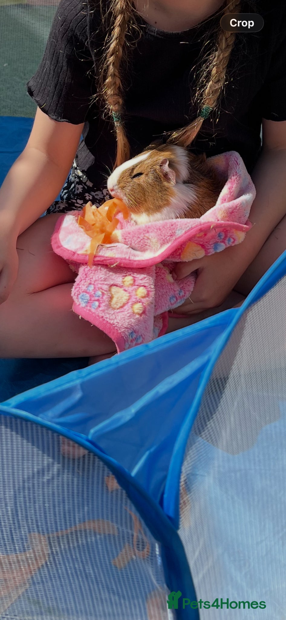 Guinea Pig rodents for sale: 2 Girl Guinea Pigs For Sale £20 For Both in Brackley - Advert 7