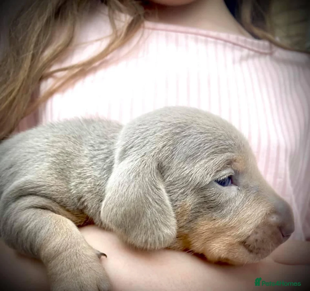 Miniature Dachshund dogs for stud: STUD: Proven Handsome Isabella Mini Daxi  in Hitchin - Advert 12