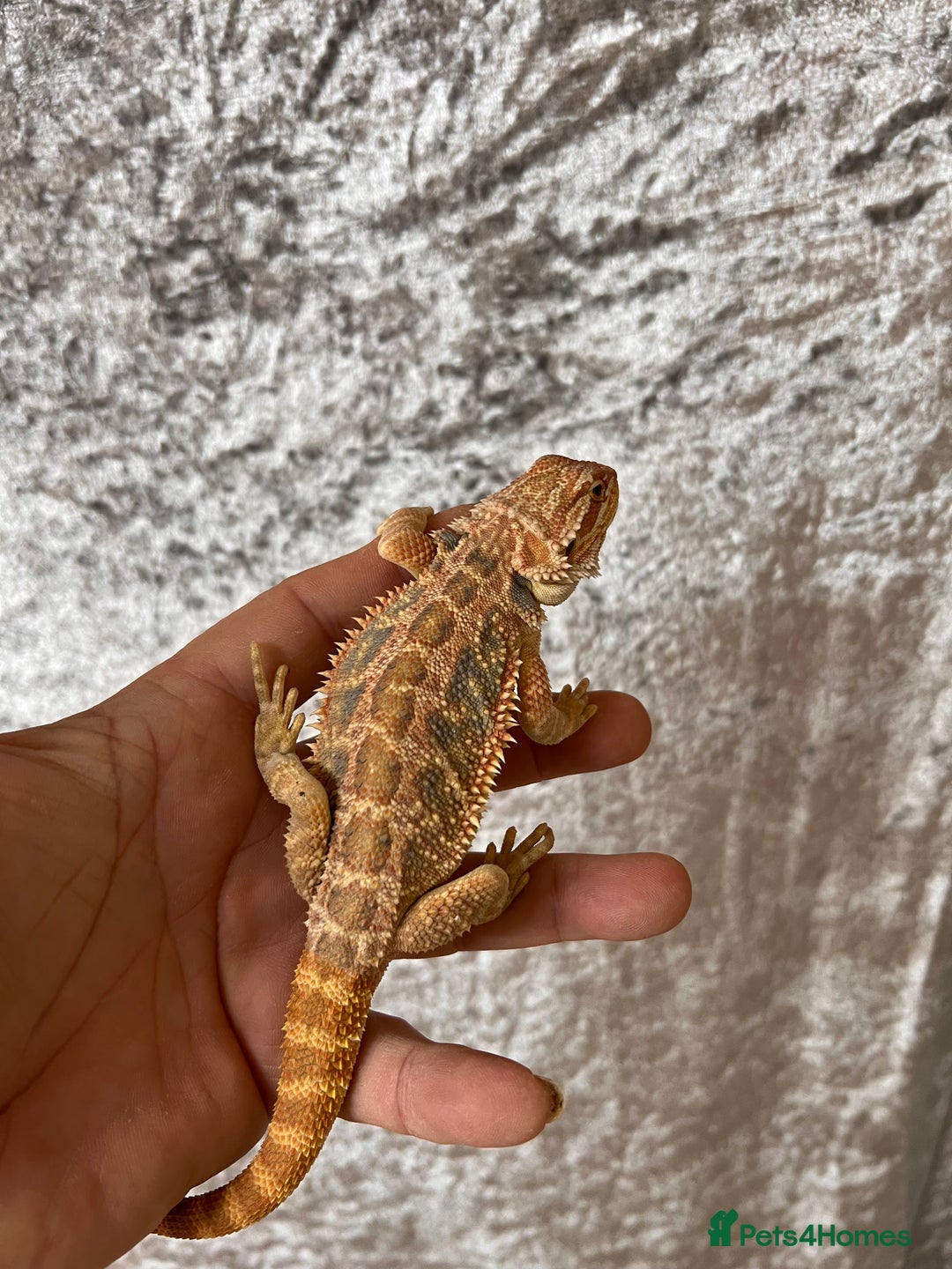Bearded Dragon reptiles for sale: Hypo Yellow Blue Bar Bearded Dragons - Advert 10