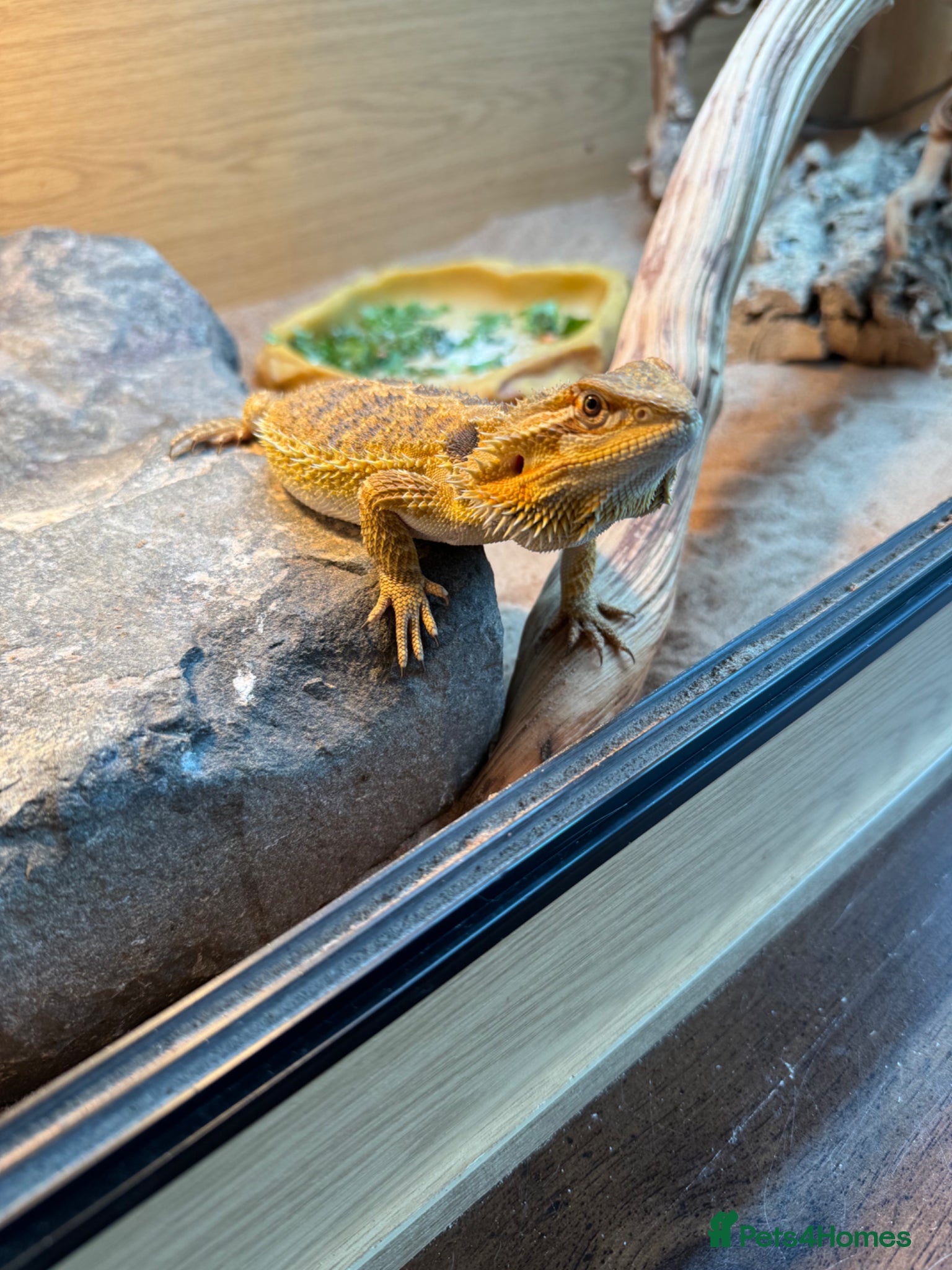 Bearded Dragon reptiles Female bearded dragon  - Advert 1