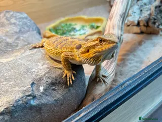 Bearded Dragon reptiles Female bearded dragon - Advert 1