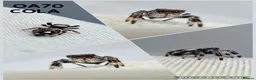 Spiders invertebrates for sale: Jumping spider - Advert 2