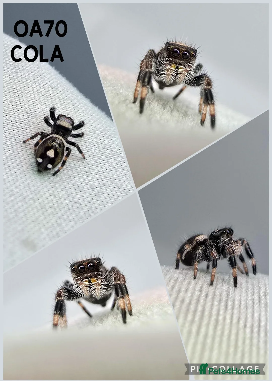 Spiders invertebrates for sale: Jumping spider - Advert 2