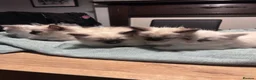 Ragdoll cats for sale: Ragdoll kittens for sale - Advert 13