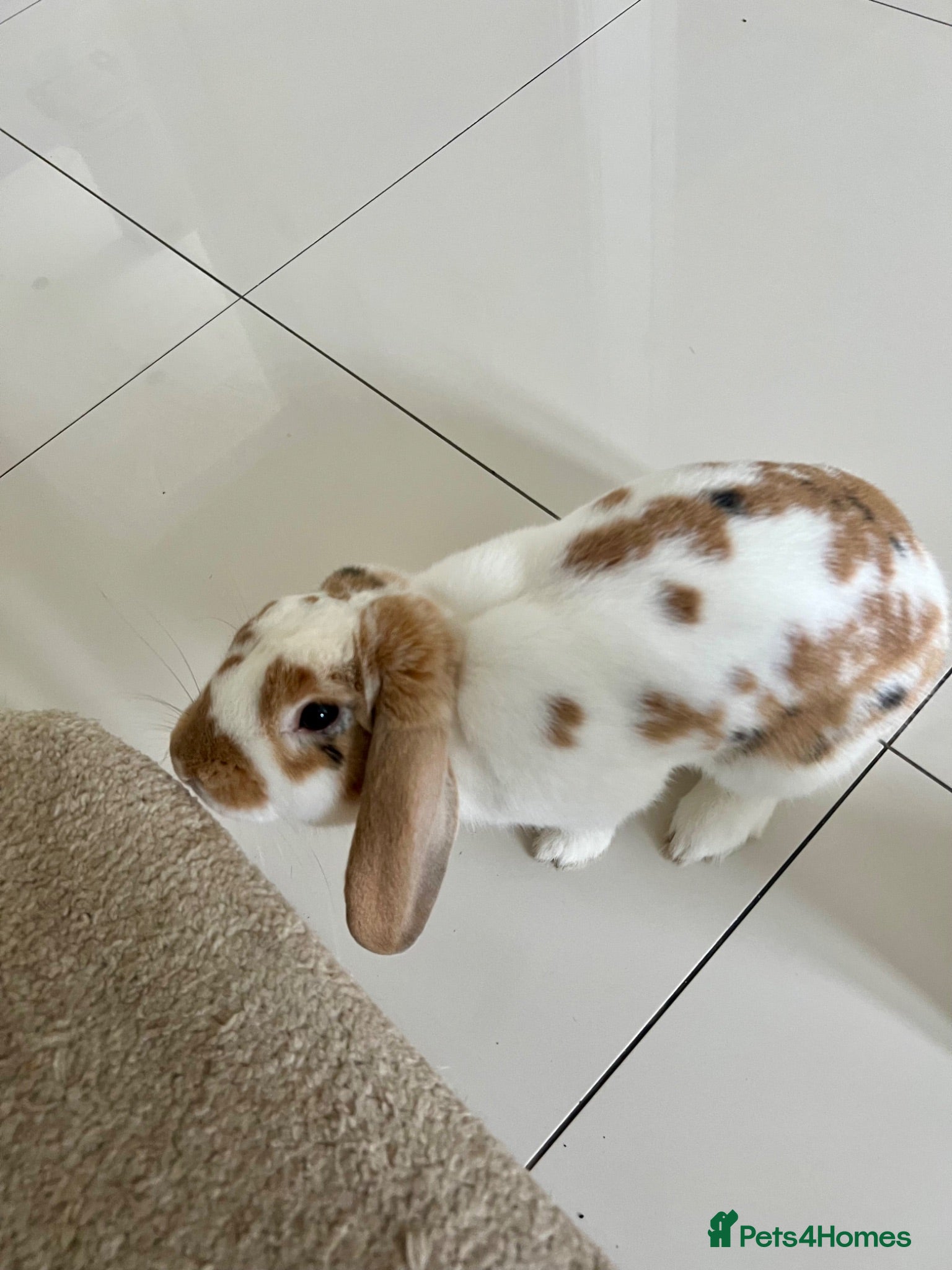 Mixed Breed rabbits Beautiful male rabbit  - Advert 1