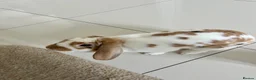 Mixed Breed rabbits for sale: Beautiful male rabbit  in Rhyl - Advert 1