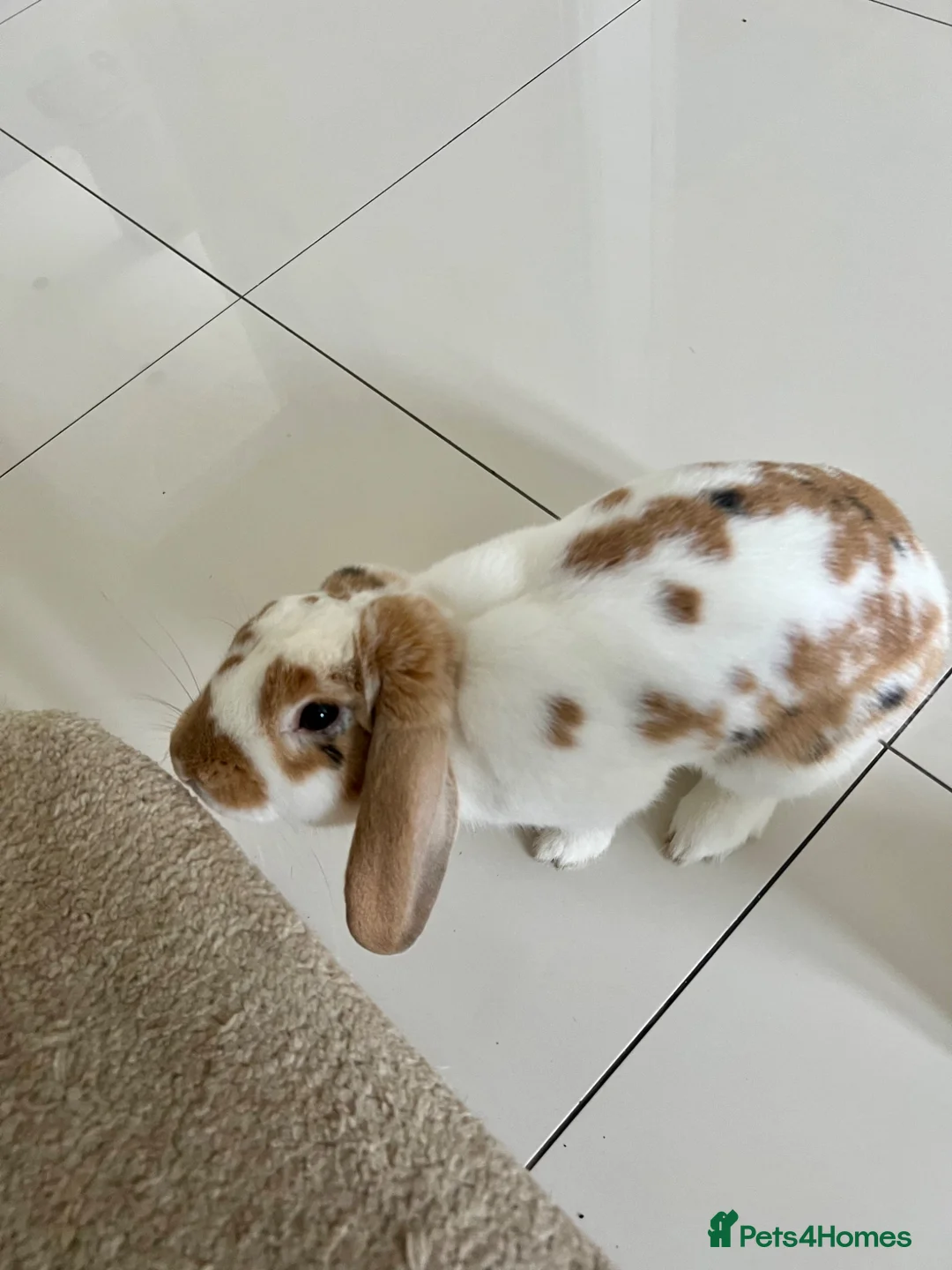 Mixed Breed rabbits for sale: Beautiful male rabbit  in Rhyl - Advert 1