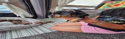 Miniature Dachshund dogs for sale: Miniature dachshund puppies  in Gloucester - Advert 5