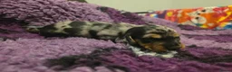 Miniature Dachshund dogs for sale: 2 shaded red girls left KC mini Dacshunds - Advert 7