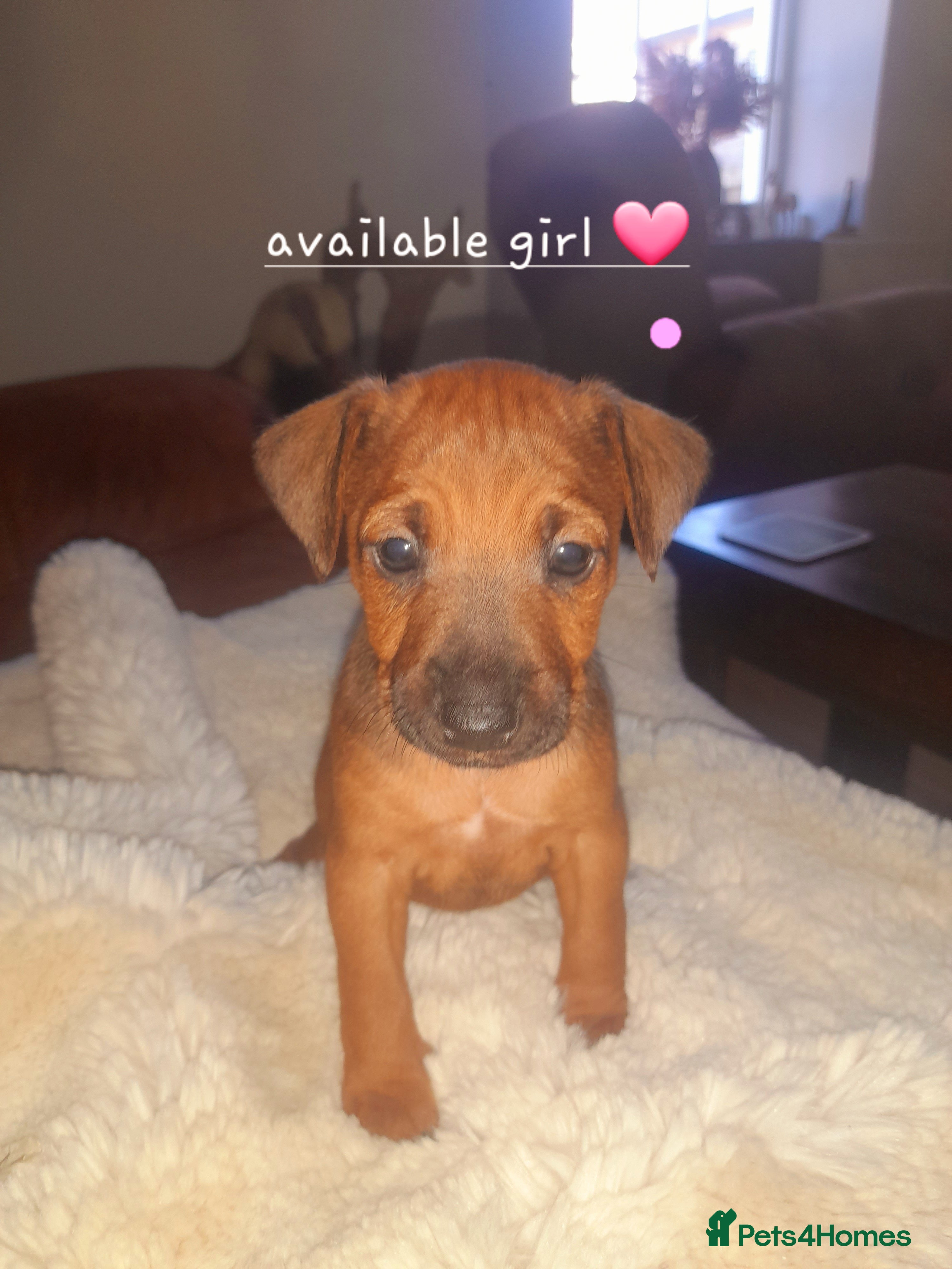 Mixed Breed dogs for sale: Lakeland x patterdale  - Advert 10
