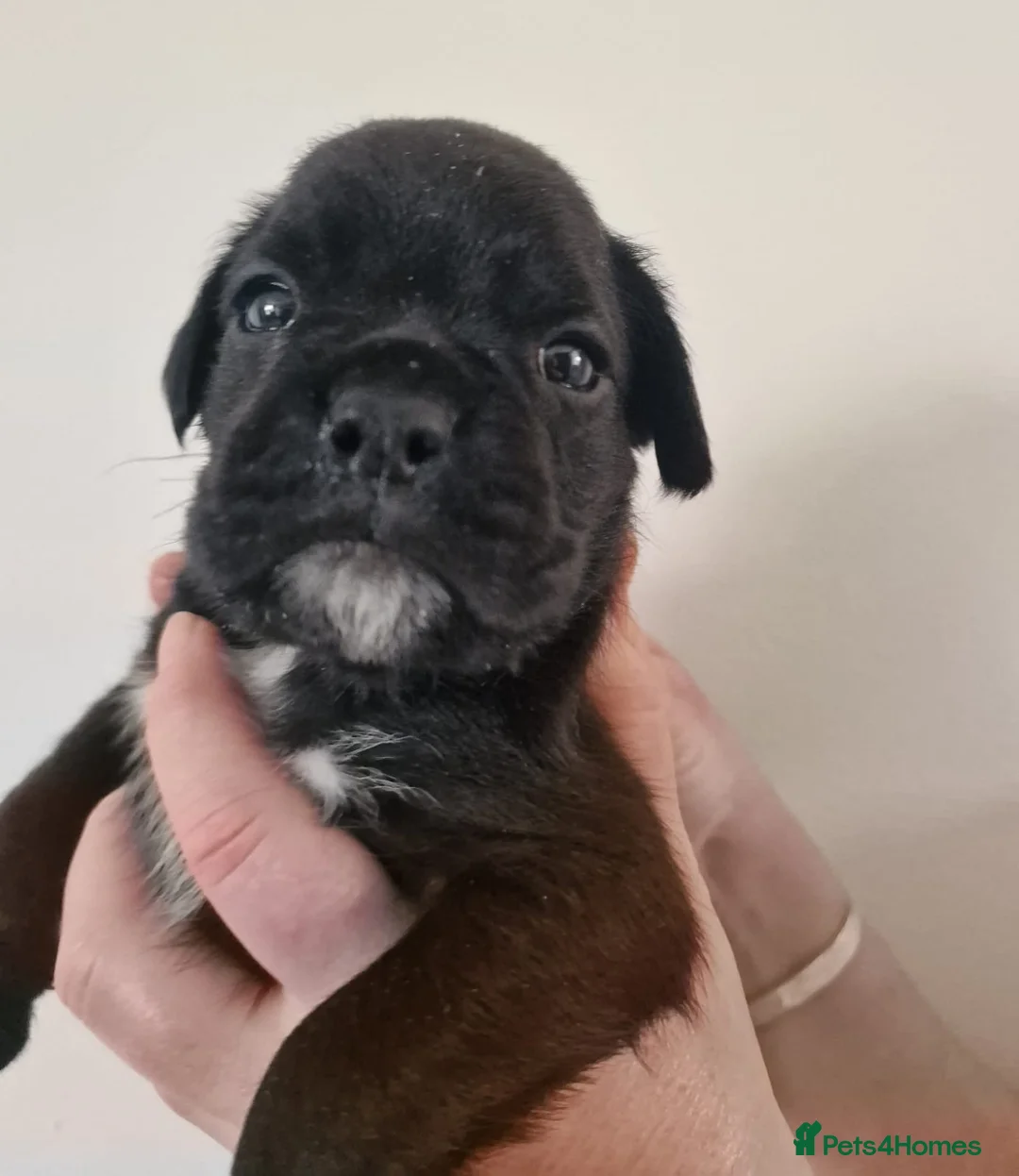 Boxer dogs for sale: Bella and cooper pure breed boxers - Advert 10