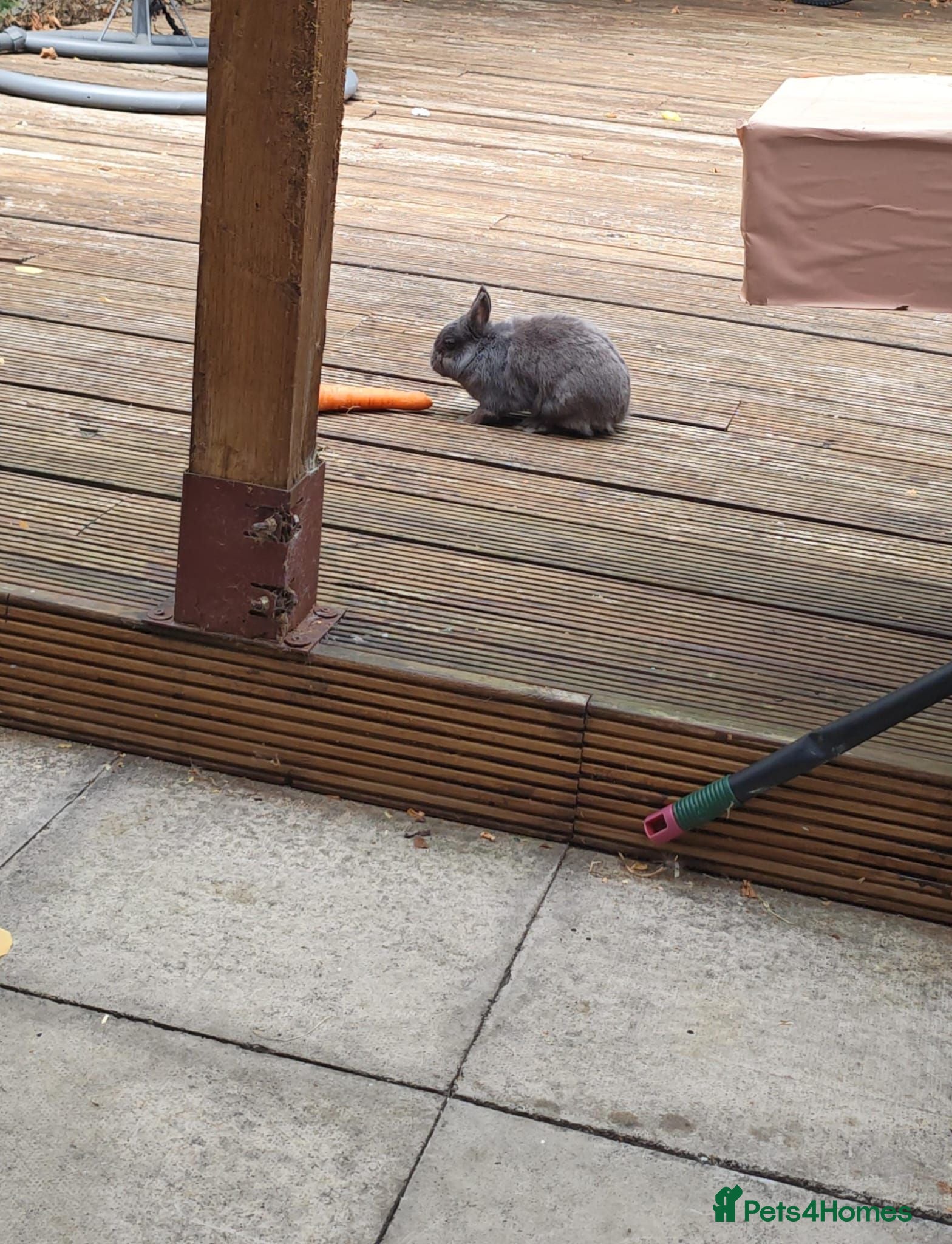 Netherland Dwarf rabbits our loving Nala  - Advert 2