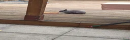 Netherland Dwarf rabbits for sale: our loving Nala  in London - Advert 2