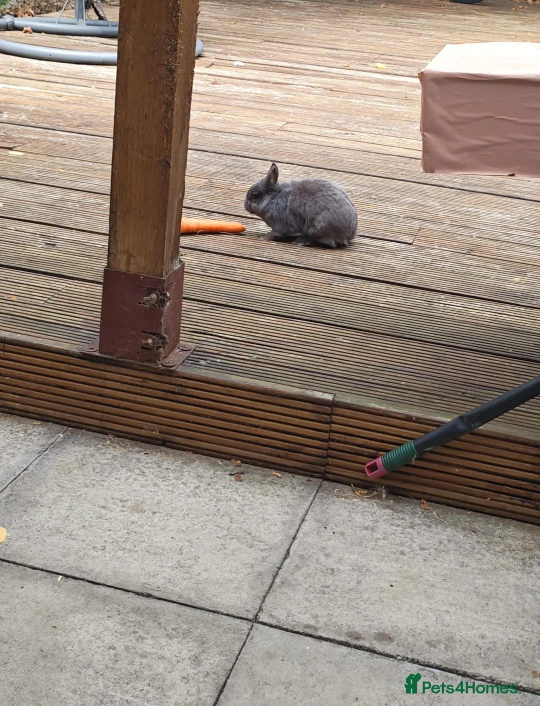Netherland Dwarf rabbits for sale: our loving Nala  in London - Advert 2