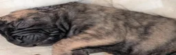 Mixed Breed dogs for sale: Beautiful Sharpai cross pups  - Advert 4