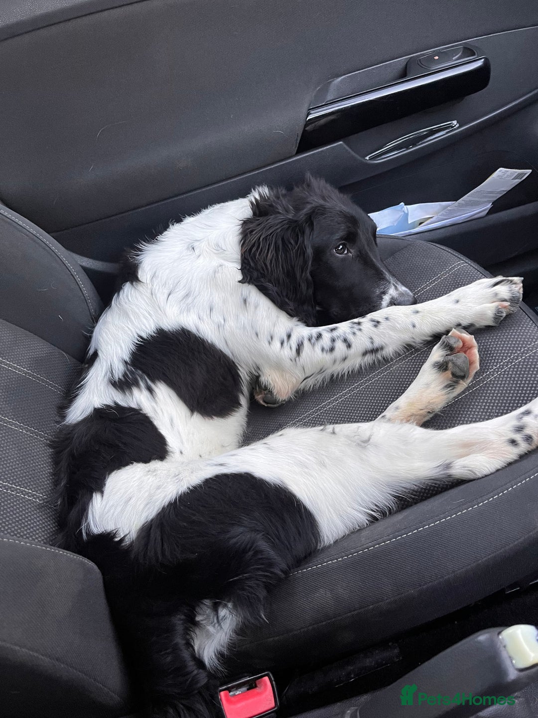 English Springer Spaniel dogs for sale: Benji - Advert 1