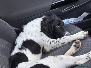 English Springer Spaniel dogs Benji - Advert 14