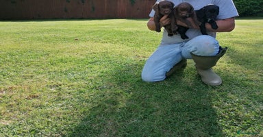 Cocker Spaniel dogs - Advert 10