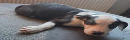 Mixed Breed dogs for sale: French Bulldog X Border Collie puppies - 10 weeks in Leeds - Advert 1