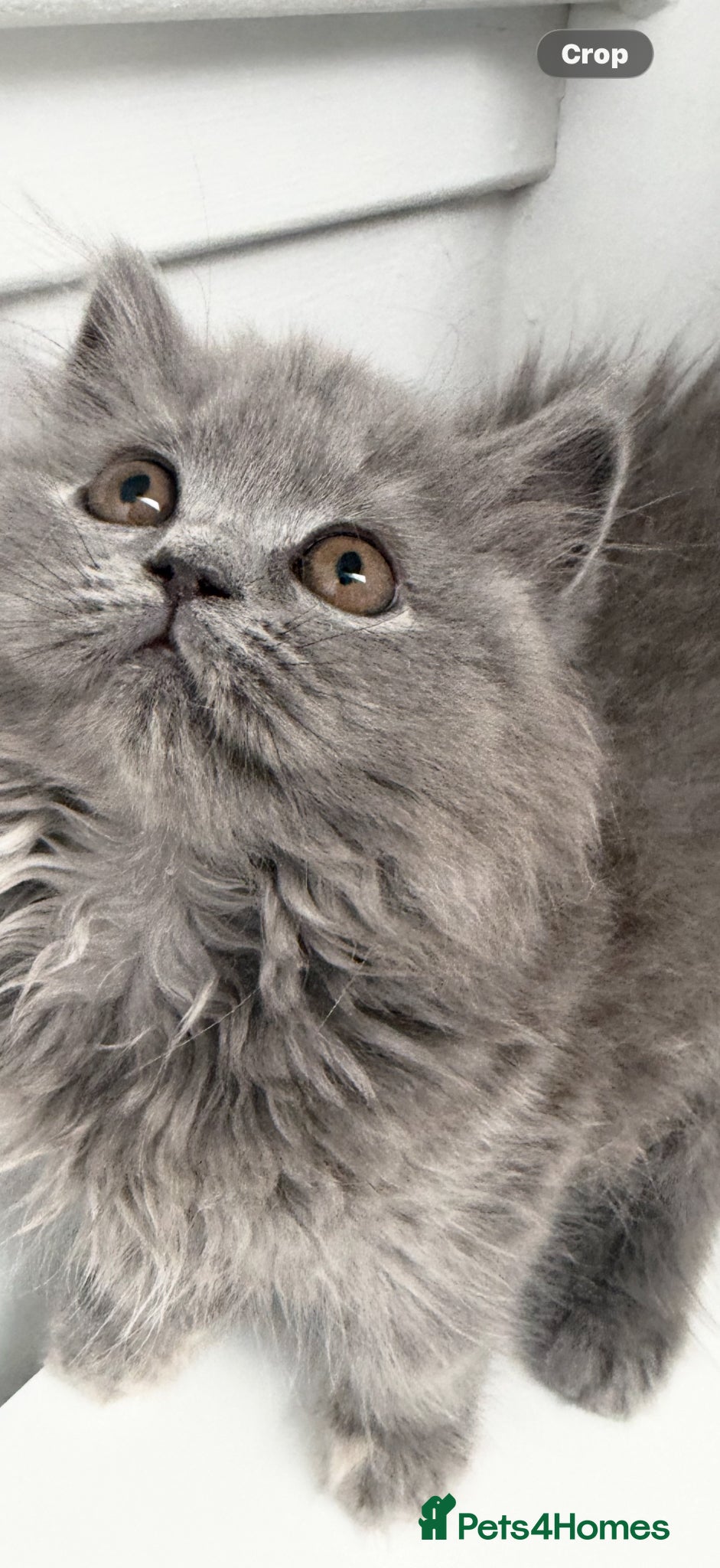 British Shorthair cats British shorthair kittens (1 kittens left) - Advert 5